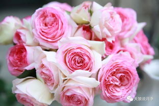 蜂蜜焦糖月季和夏洛特夫人