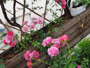 两广不适合种的月季