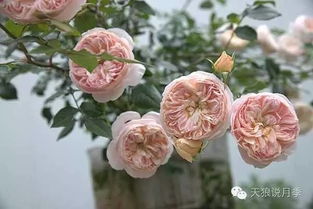 天狼月季为什么这么贵