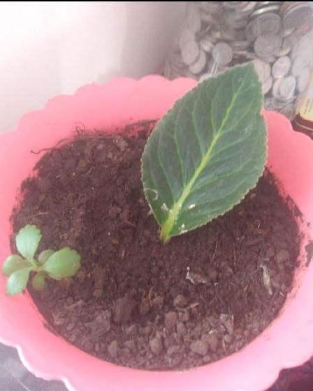 花箱能不能直接放土