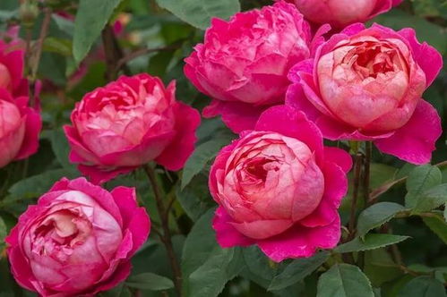 十大最坑月季品种