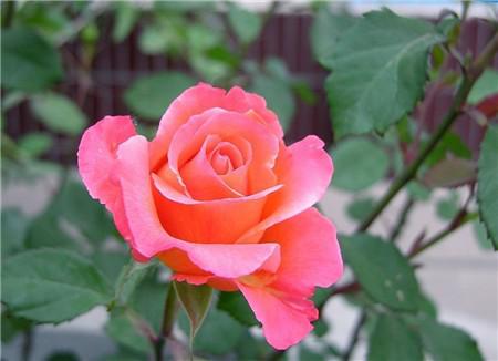 真正四季开花的月季