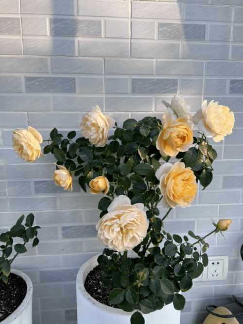 被月季刺扎了第二天就又肿又疼