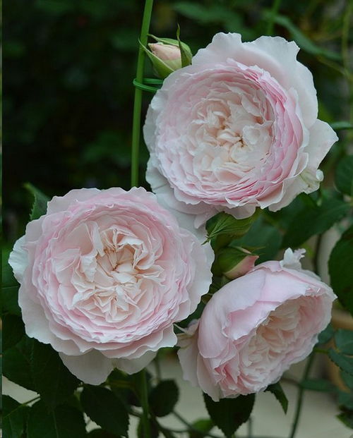 哪种月季耐阴勤花的品种