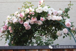 粉色达芬奇爬藤月季优缺点