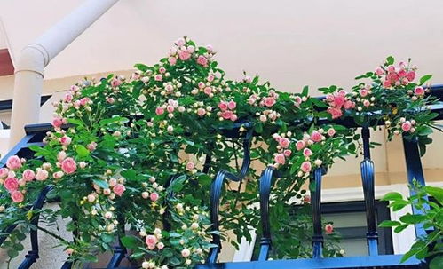 适合阳台养的藤本月季