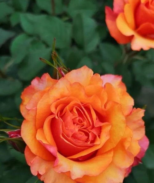 安布里奇月季耐晒吗