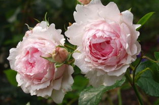 爬藤月季和蔷薇的区别