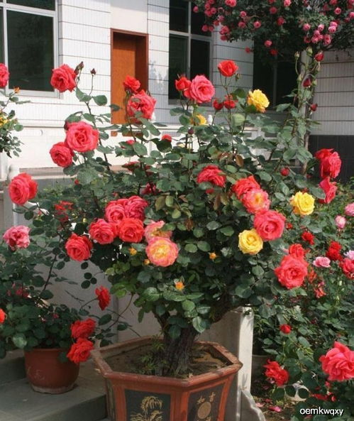 比利时月季是灌木还是爬藤的