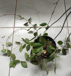 耐阴的室内爬藤植物