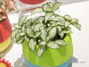 室内适合养的18种花