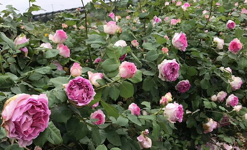 罗衣月季优缺点好看吗