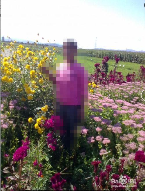 室外背阴的地方适合种什么花