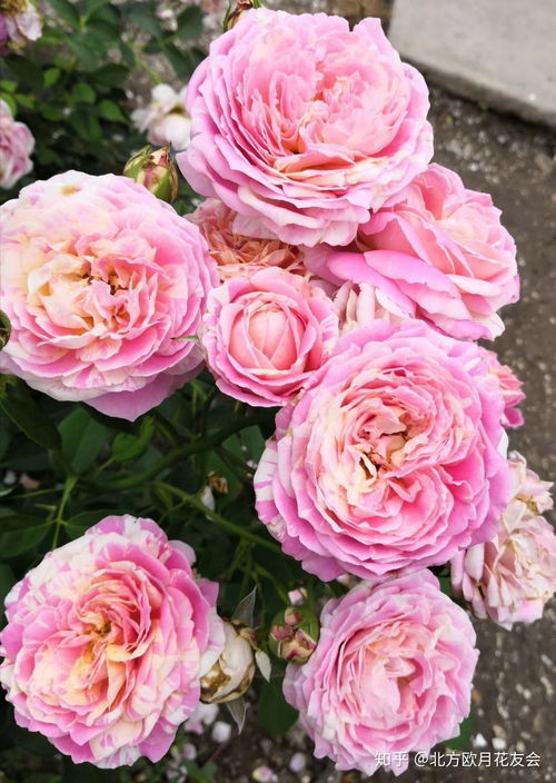 藤本属于灌木吗