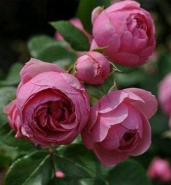 艾拉绒球好不好