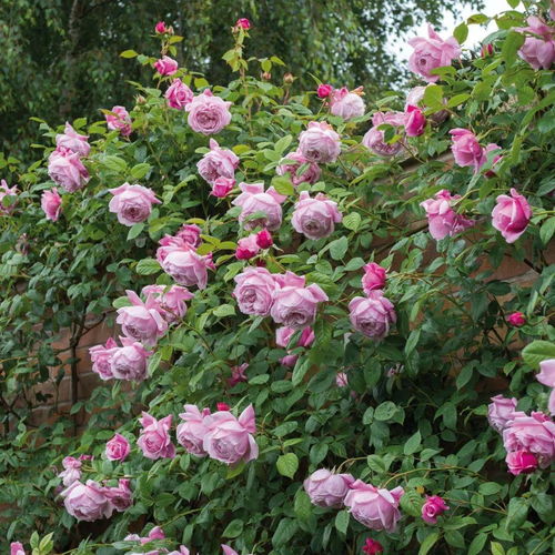 自由精神月季是藤本还是灌木