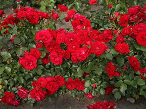 月季红达和红龙的区别