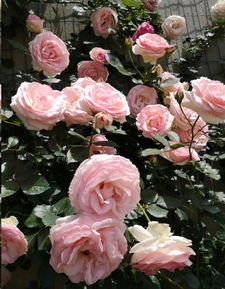 阳台种什么月季比较好