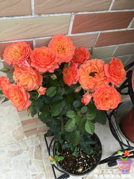 阳台月季前三名