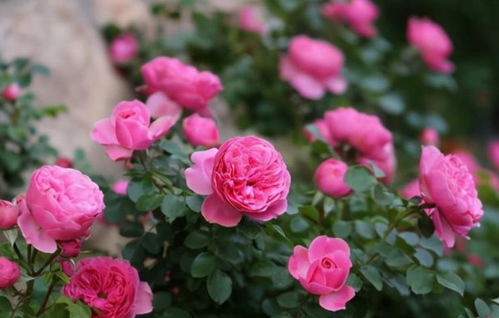 灌木月季修剪图解