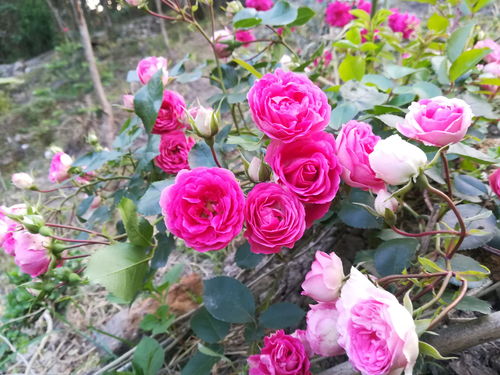 胭脂扣月季耐阴吗