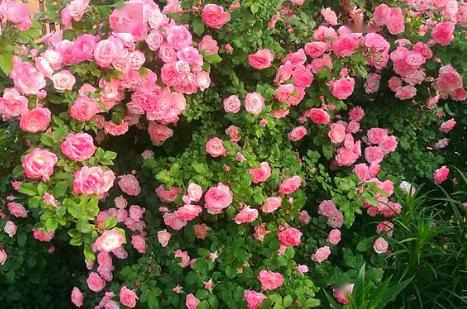 长势最快的藤本月季