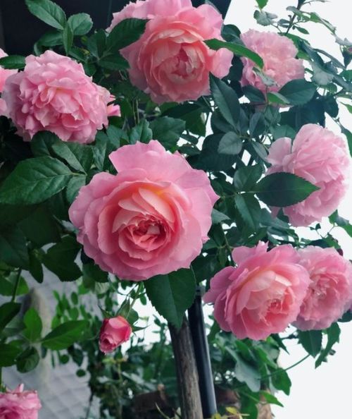 月季海神王容易生病吗