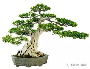 榕树盆景掉黄叶原因 榕树盆景日常养护方法有哪些