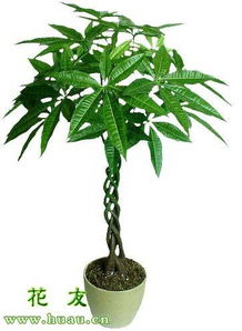 发财树种植方法和注意事项