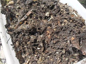 咖啡渣3个月变成养花肥料,植物长得特茂盛