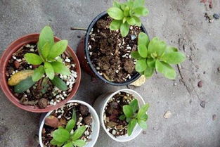 杜鹃花如何繁殖