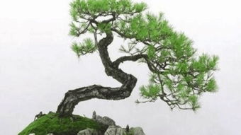 榕树盆景 –