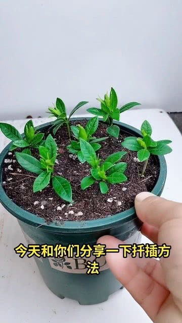 家庭养花小知识