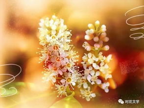 散文小筑 ▏桂花开了