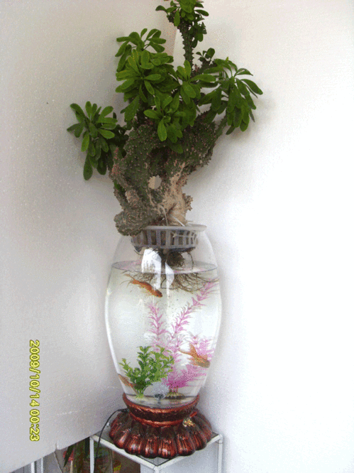 能用透明的容器养花或者植物吗