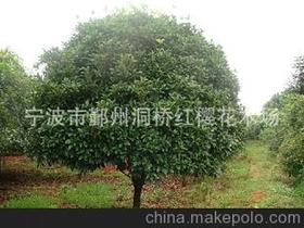 精品老桂花盆景价格 精品老桂花盆景批发 精品老桂花盆景厂家