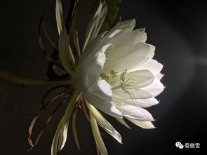 昙花 一谢