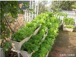日本专家教您打造时尚健康室内菜园,以后不用再买菜省钱又健康