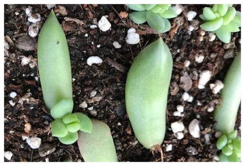 养多肉千佛手,记住4点,一棵长成一大盆,养成垂吊状,漂亮 多肉植物 叶子 花朵 网易订阅