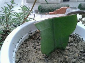 昙花冬天可以剪枝吗剪枝后应该怎么养