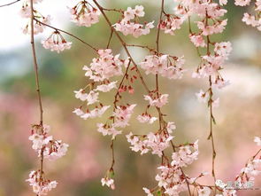 哪位高人编的 花甲颂 ,实在是太适合我们老年人了