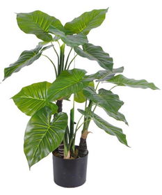 尖尾芋和滴水观音是同一种植物吗