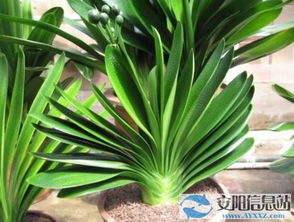 君子兰烂根怎样补救 土培君子兰如何转水培