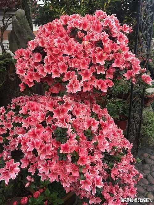 这种花爱开花,一开100朵,剪枝插土里,养出一片花海来 杜鹃花