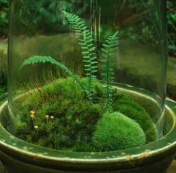 如何用苔藓做微景观 手把手教你做苔藓微景观
