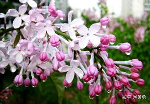 丁香花的养殖方法和注意事项