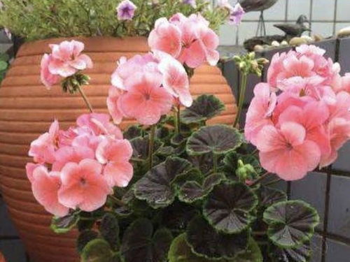 养不死 的3种花卉,花朵漂亮,温度超过 33度 ,一样生长 天竺葵