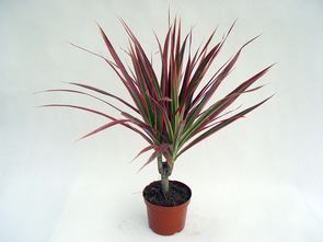 七彩铁 搜狗百科