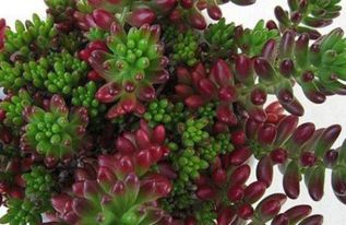 多肉植物虹之玉锦和虹之玉有什么区别