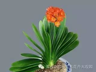 君子兰 烂心 烂叶 的原因及处理方法